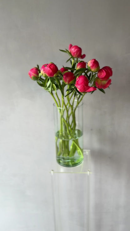 Peonias Red Charm