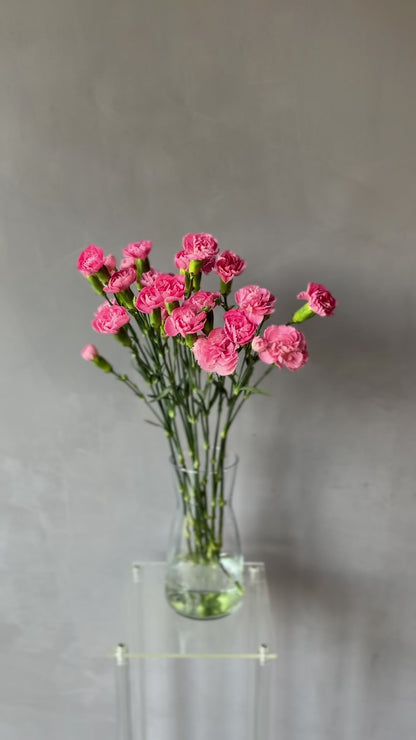 Mini Clavel Rosado