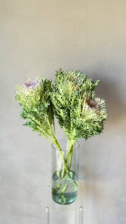 Brassica Rosada