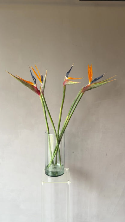 Ave del Paraíso
