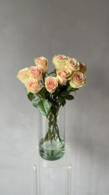 Rosas Rosadas variedad Pink Mundial