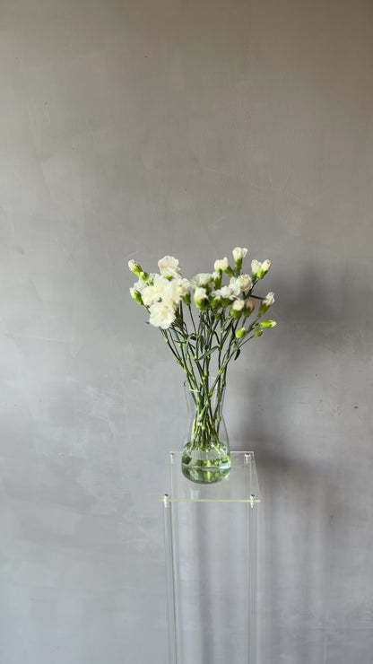Mini Clavel Blanco