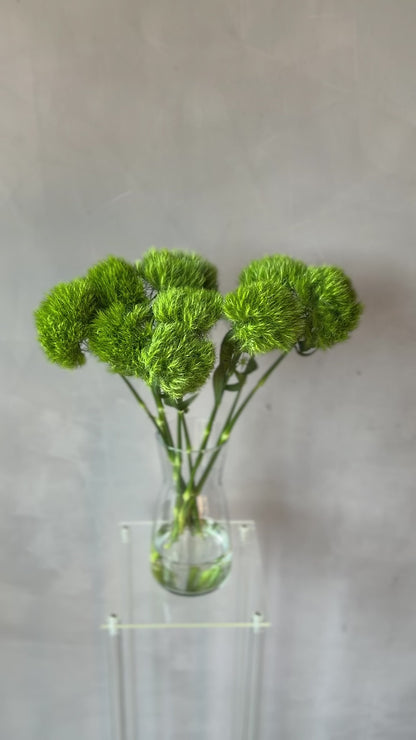 Dianthus Green Ball