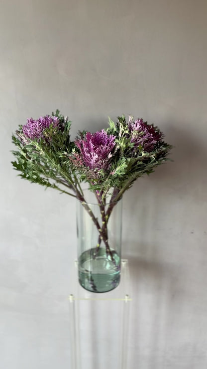 Brassica Morada