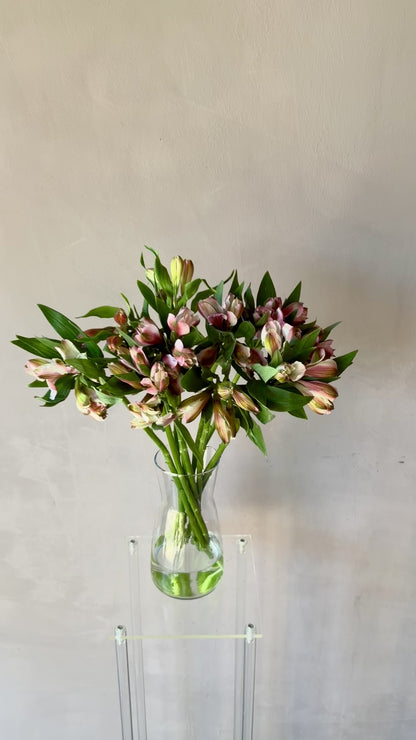 Alstromeria Antique Pink