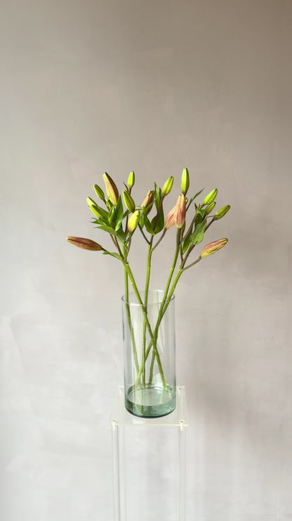 Lilium Asiático Rosado