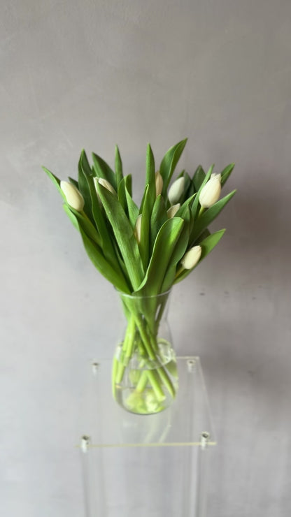 Tulipanes blancos