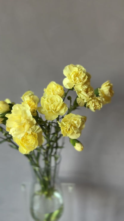 Mini Clavel Amarillo