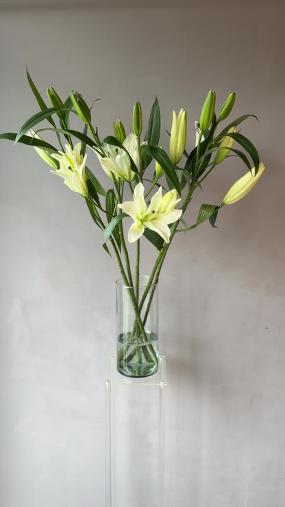 Lilium Oriental Blanco