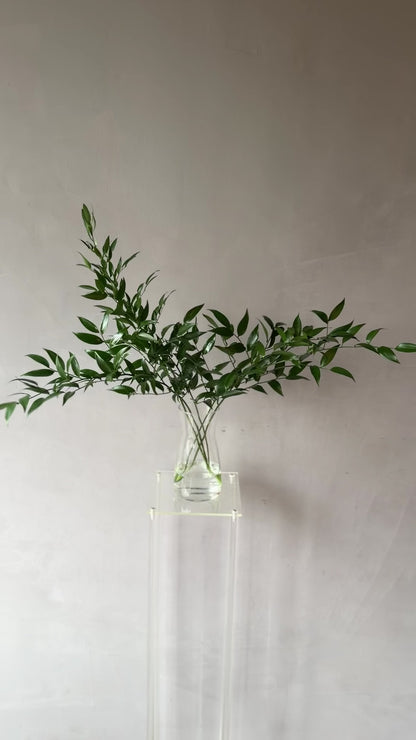 Ruscus italiano
