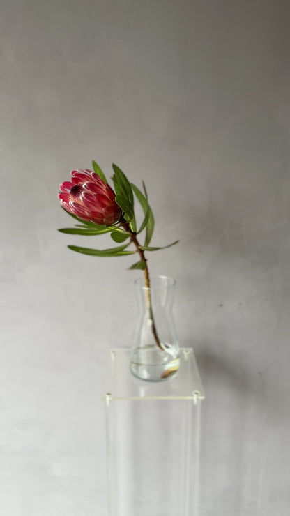 Protea Pink Ice