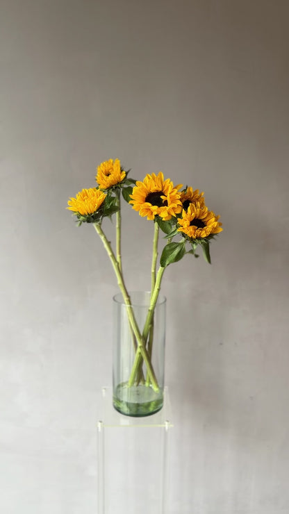 Girasol Amarillo
