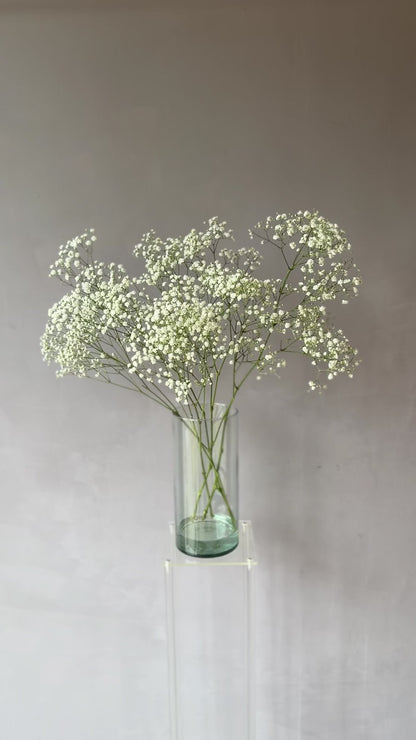 Gypsophila Blanca Premium Select