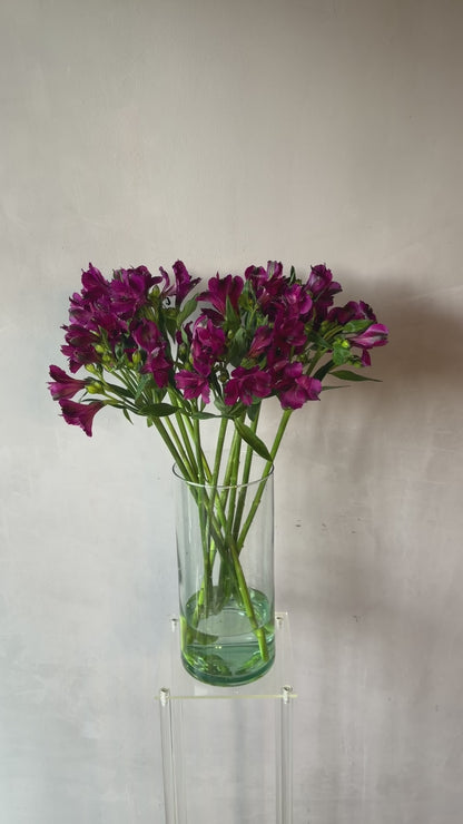 Alstroemeria morada