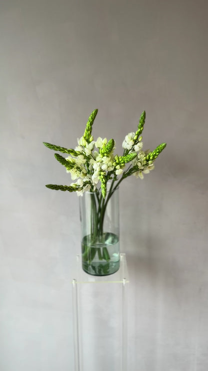 Ornithogalum
