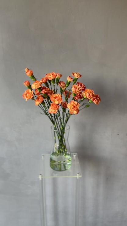 Mini Clavel Durazno