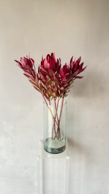 Leucadendron Safari Sunset